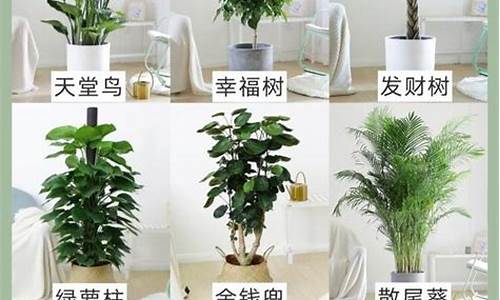 家里养什么植物比较好_http://jingxuanwang.com_林园自然_第1张