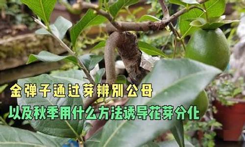 金弹子花芽怎么分公母_http://jingxuanwang.com_农业知识_第1张