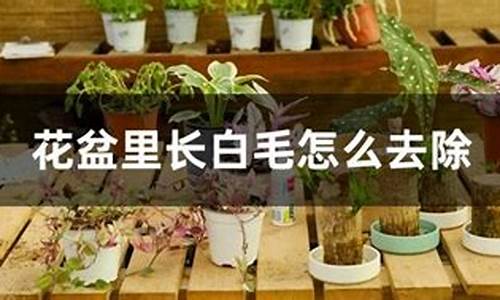 花盆里长白毛怎么去除_http://jingxuanwang.com_农业知识_第1张