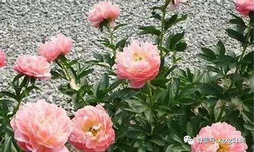 芍药花需要营养液吗_http://jingxuanwang.com_林园自然_第1张