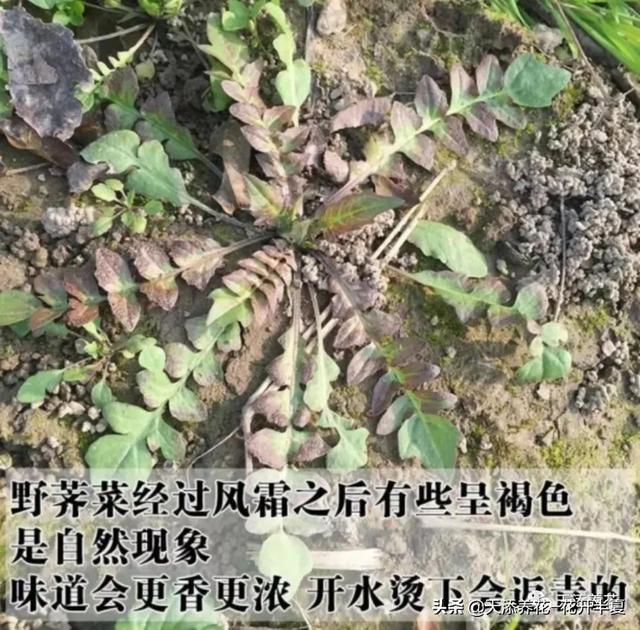 荠菜是什么样子的野菜_http://jingxuanwang.com_信息发布_第1张