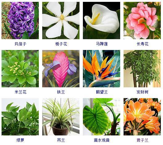 水养小植物有哪些_http://jingxuanwang.com_信息发布_第1张