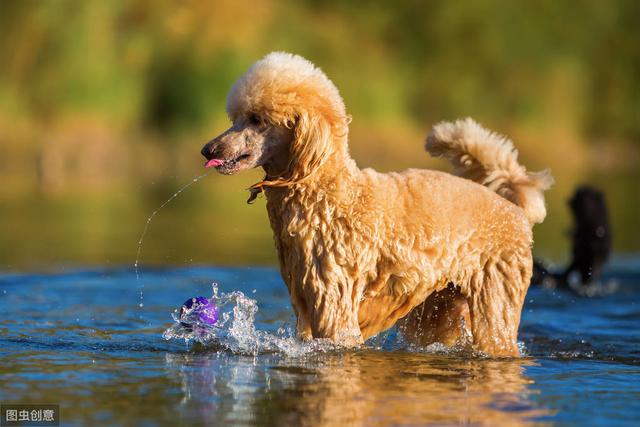 巨型贵宾犬优缺点有哪些_http://jingxuanwang.com_信息发布_第1张