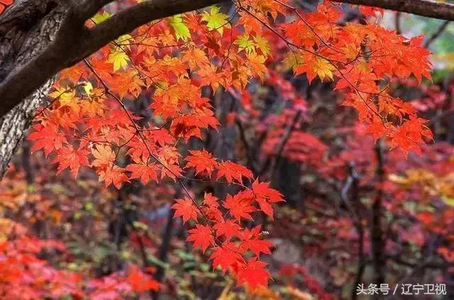 辽宁枫叶哪里最好的地方 咱辽宁的枫叶红了_http://jingxuanwang.com_信息发布_第1张